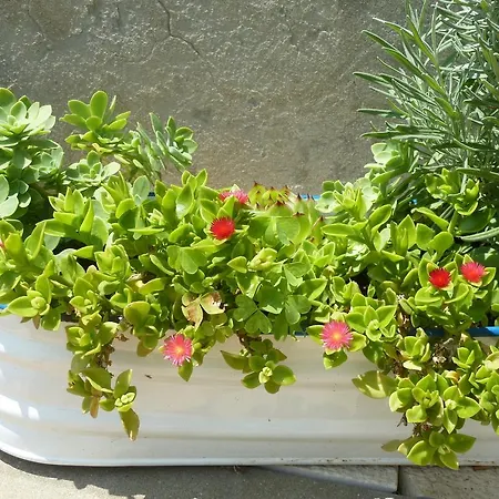 Timy Apartment Dubrovnik